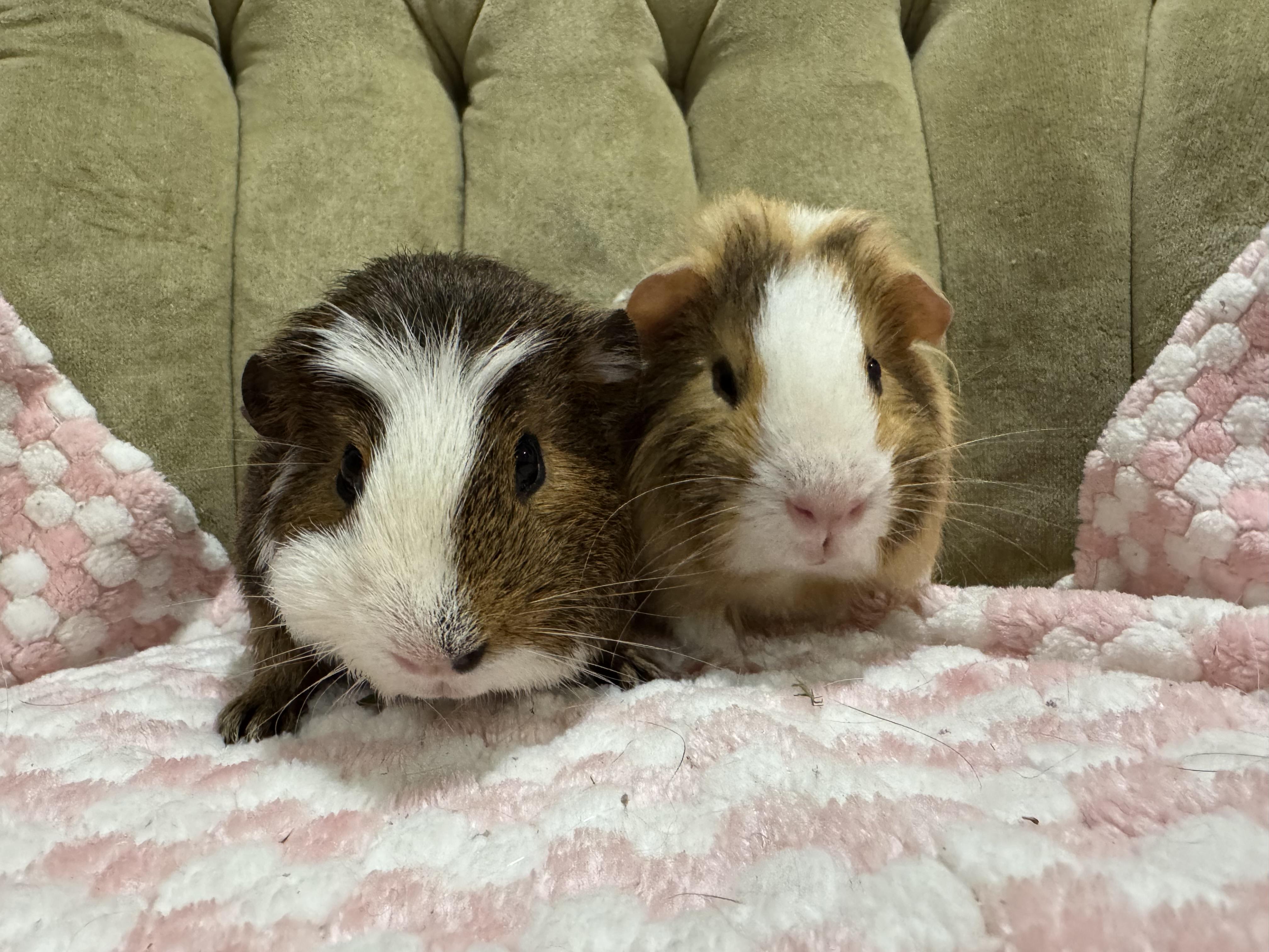 Enlarge Ro and Pi, a ADOPTABLE Guinea Pig in Walnut Grove, CA image 1/2