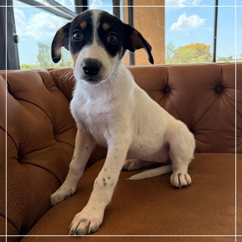 Lorax, Adoptable, Puppy Female Australian Cattle Dog / Blue Heeler & Poodle.