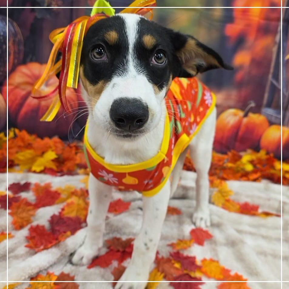 Enlarge Lorax, a Adoptable mixed breed in Chandler, AZ image 2/4