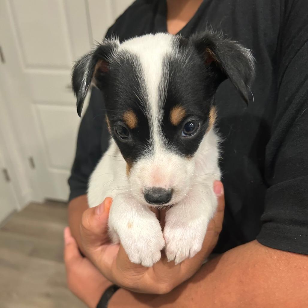 Enlarge Lorax, a Adoptable mixed breed in Chandler, AZ image 3/4