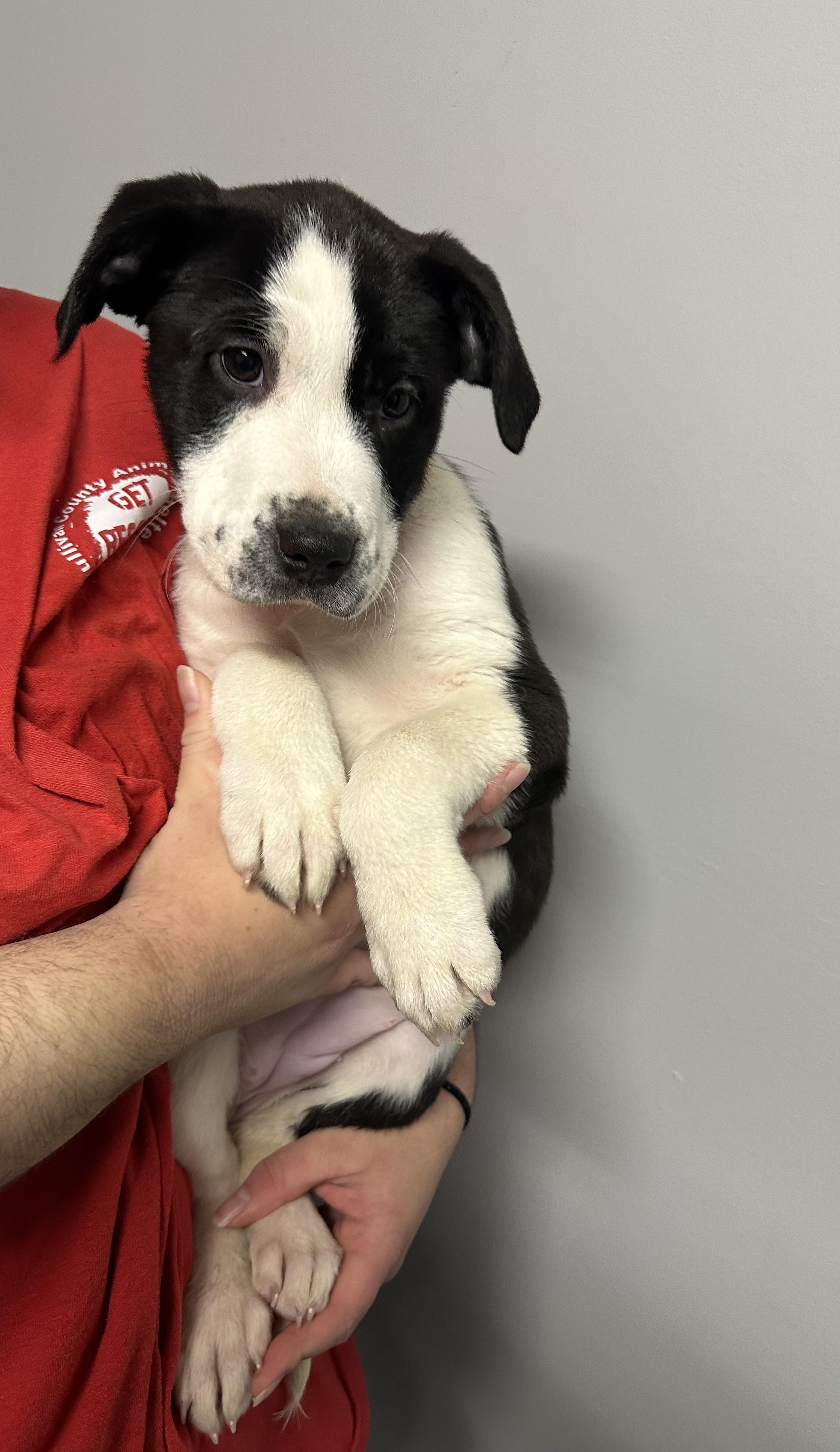 Enlarge Celeste, a ADOPTABLE mixed breed in Rock Hill, NY image 2/2