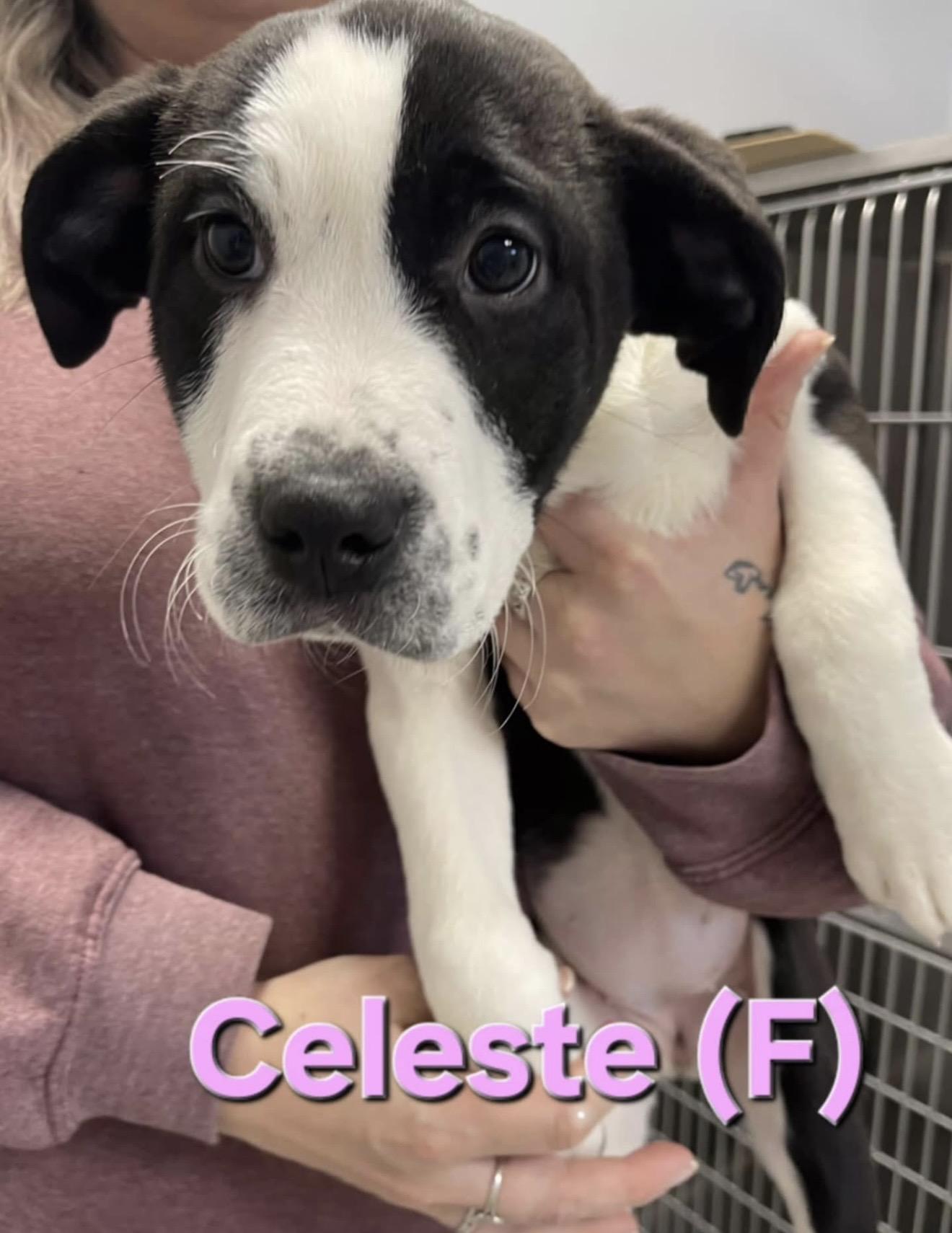 Celeste, ADOPTABLE, Puppy Female Labrador Retriever.
