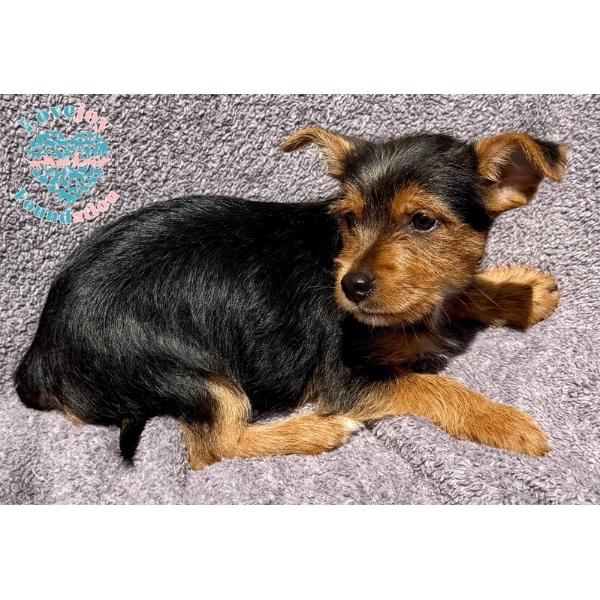 Enlarge Sonny, an adopted Yorkshire Terrier in Inglewood, CA image 2/2