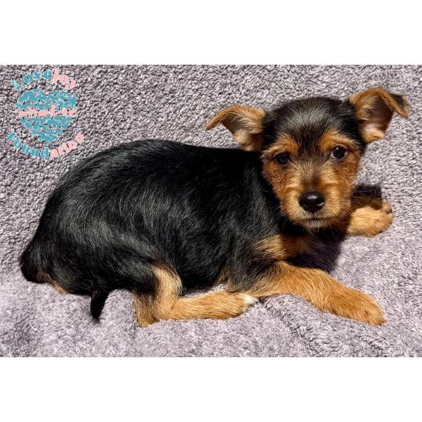 Sonny, adopted, Puppy Male Yorkshire Terrier.