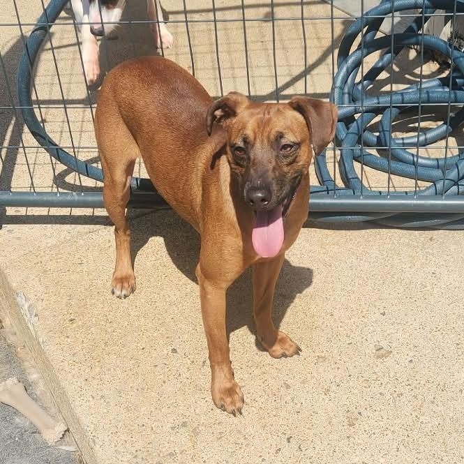 Draco, Adoptable, Adult Male Miniature Pinscher.