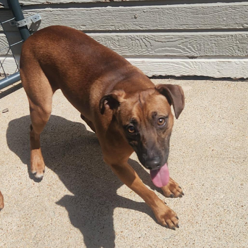 Enlarge Draco, a Adoptable Miniature Pinscher in Cleveland, TN image 2/5