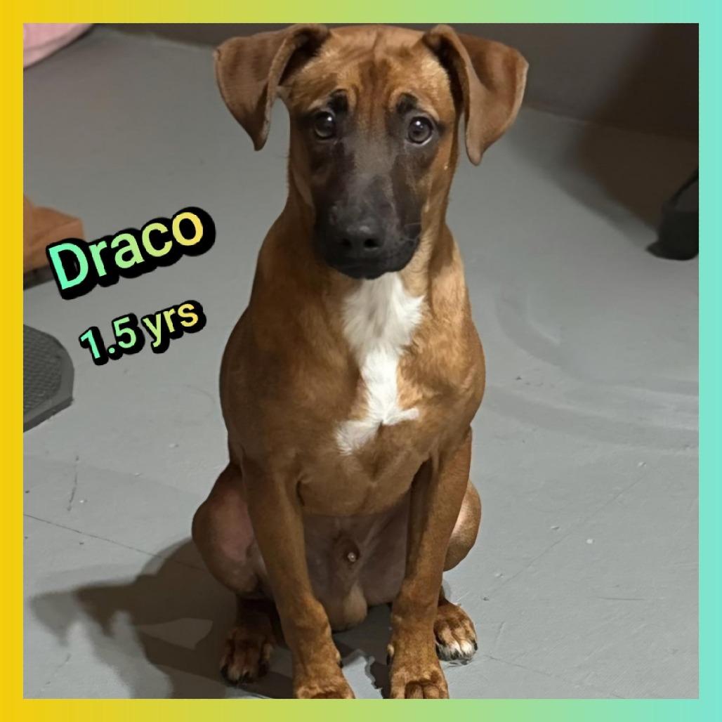 Enlarge Draco, a Adoptable Miniature Pinscher in Cleveland, TN image 1/1