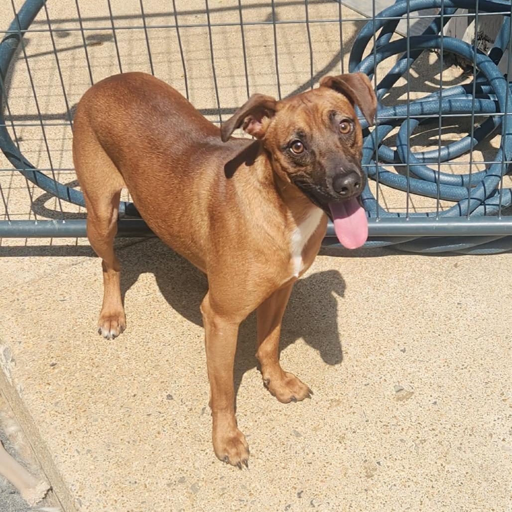 Enlarge Draco, a Adoptable Miniature Pinscher in Cleveland, TN image 4/5