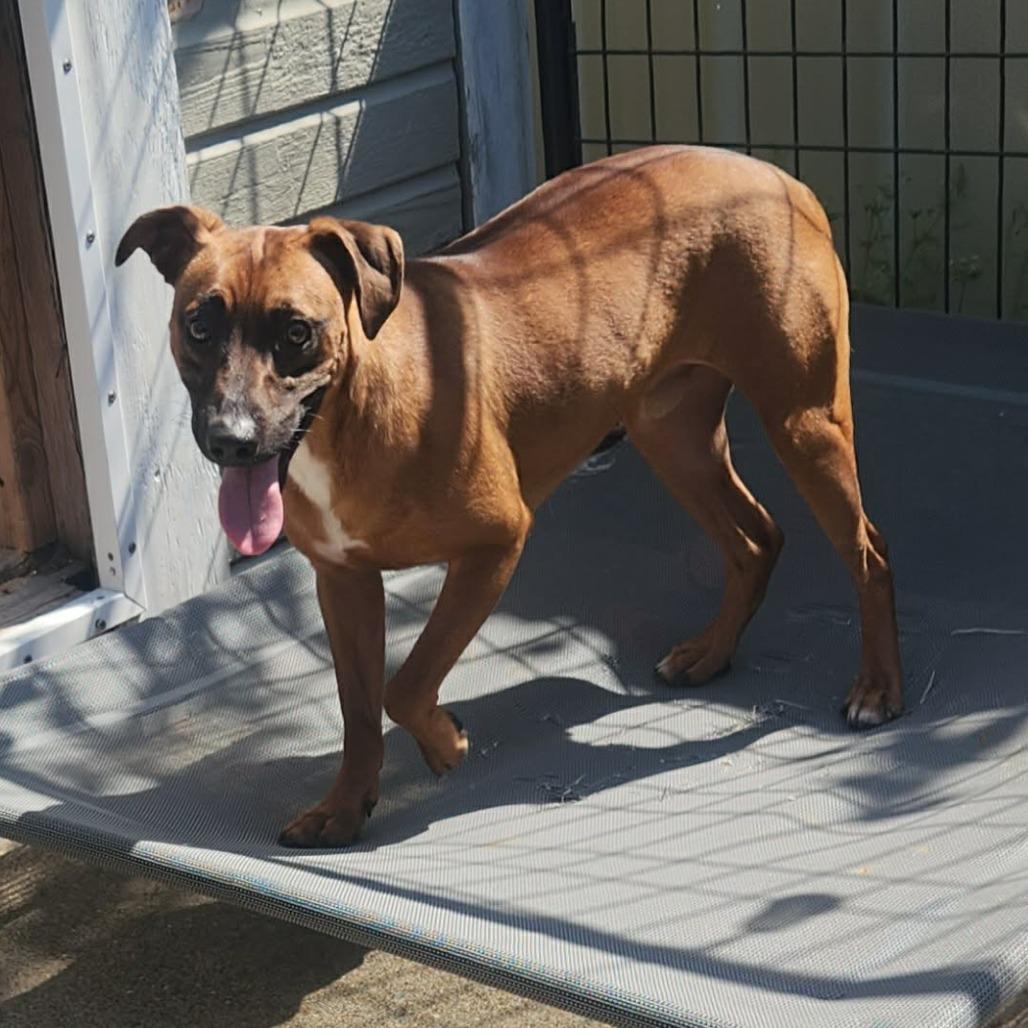 Enlarge Draco, a Adoptable Miniature Pinscher in Cleveland, TN image 5/5