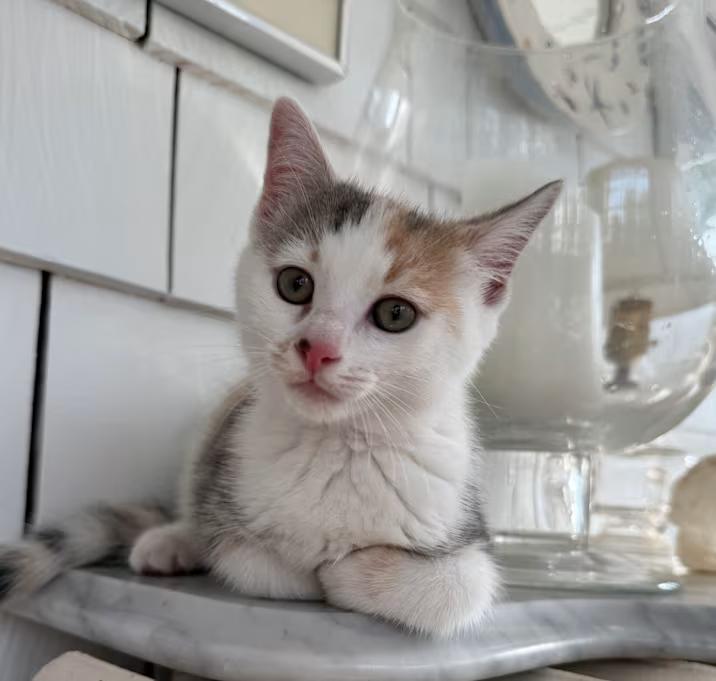 Piper, ADOPTABLE, Kitten Female Domestic Short Hair.