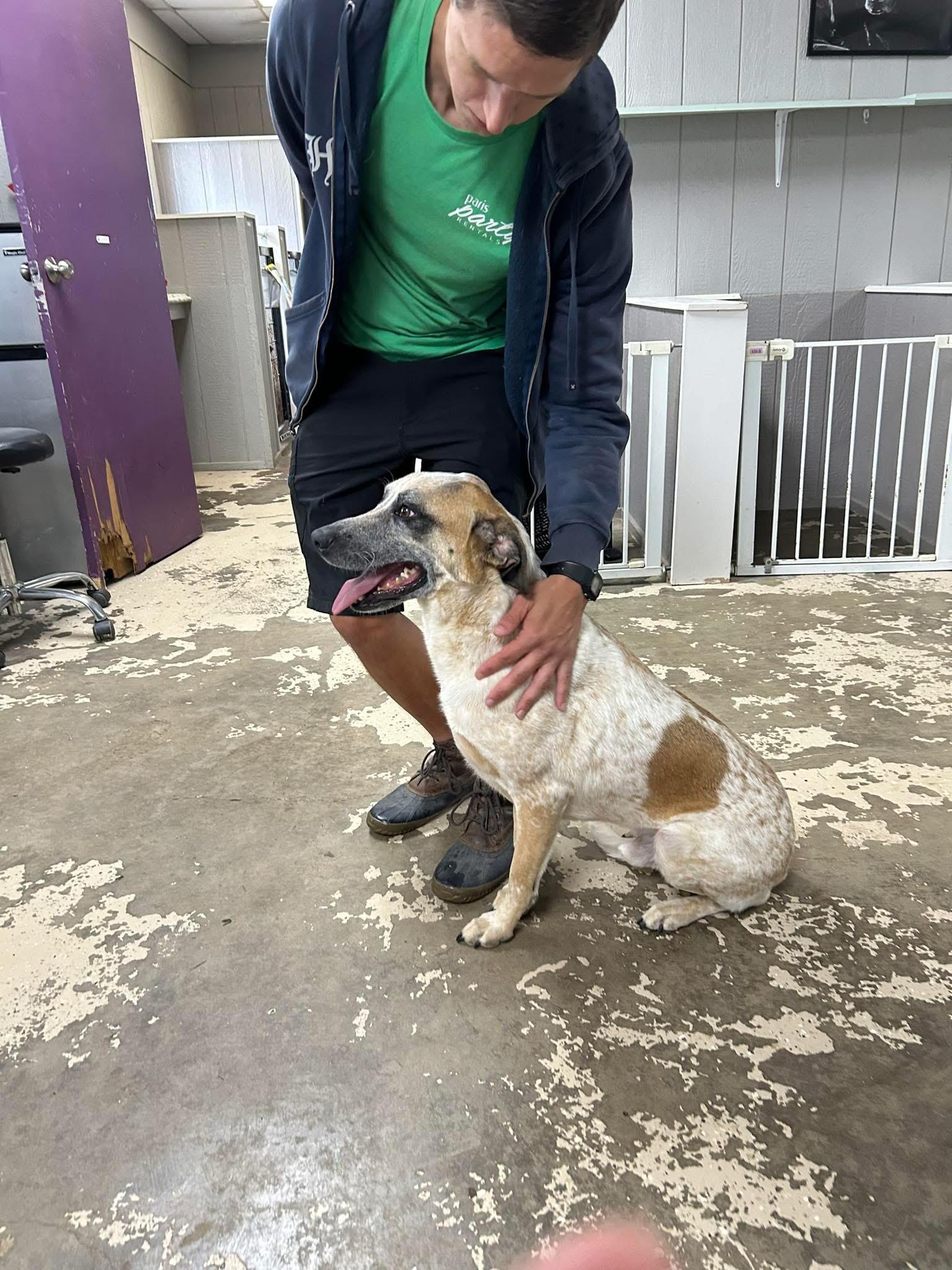 Dodge, a Adoptable mixed breed in Paris, TX image 4/5