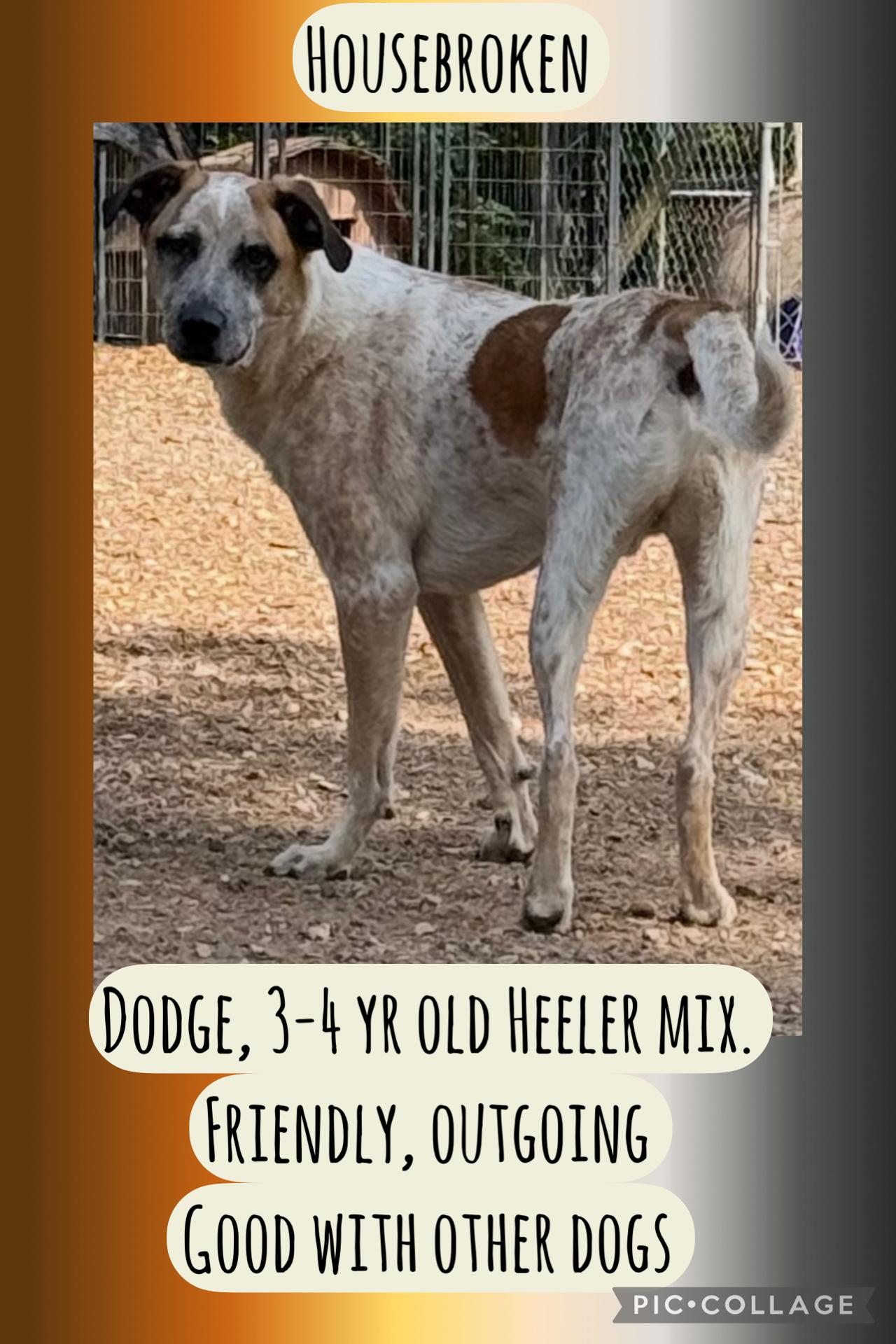 Dodge, Adoptable, Adult Male Australian Cattle Dog / Blue Heeler.