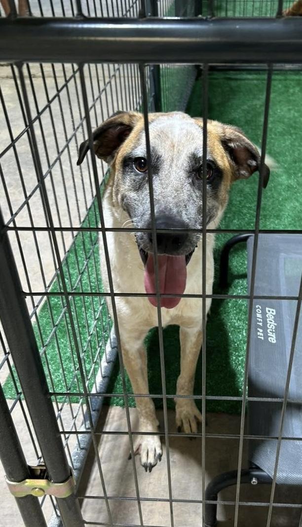 Dodge, Adoptable, Adult Male Australian Cattle Dog / Blue Heeler.