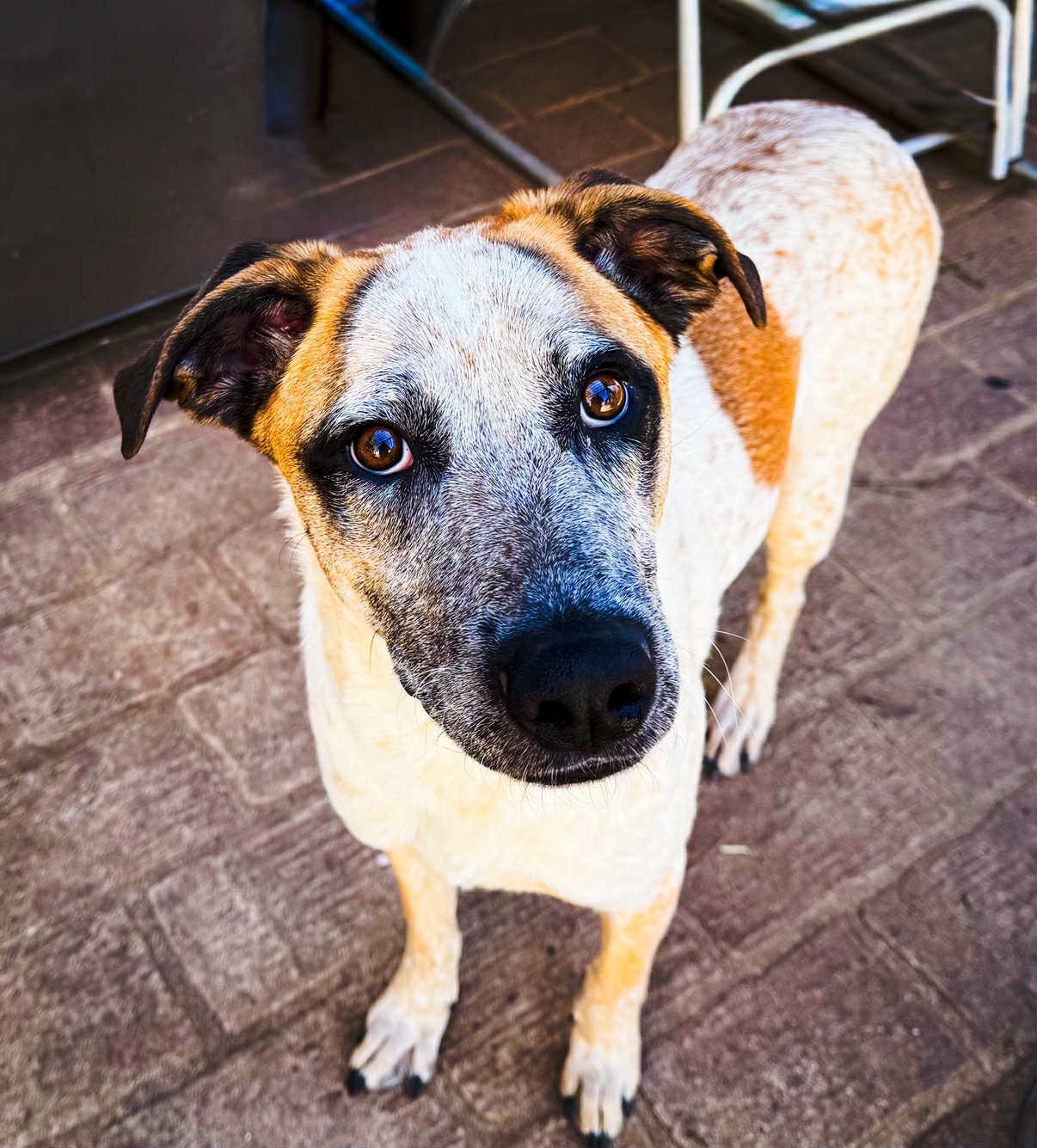 Enlarge Dodge, a Adoptable mixed breed in Paris, TX image 3/3