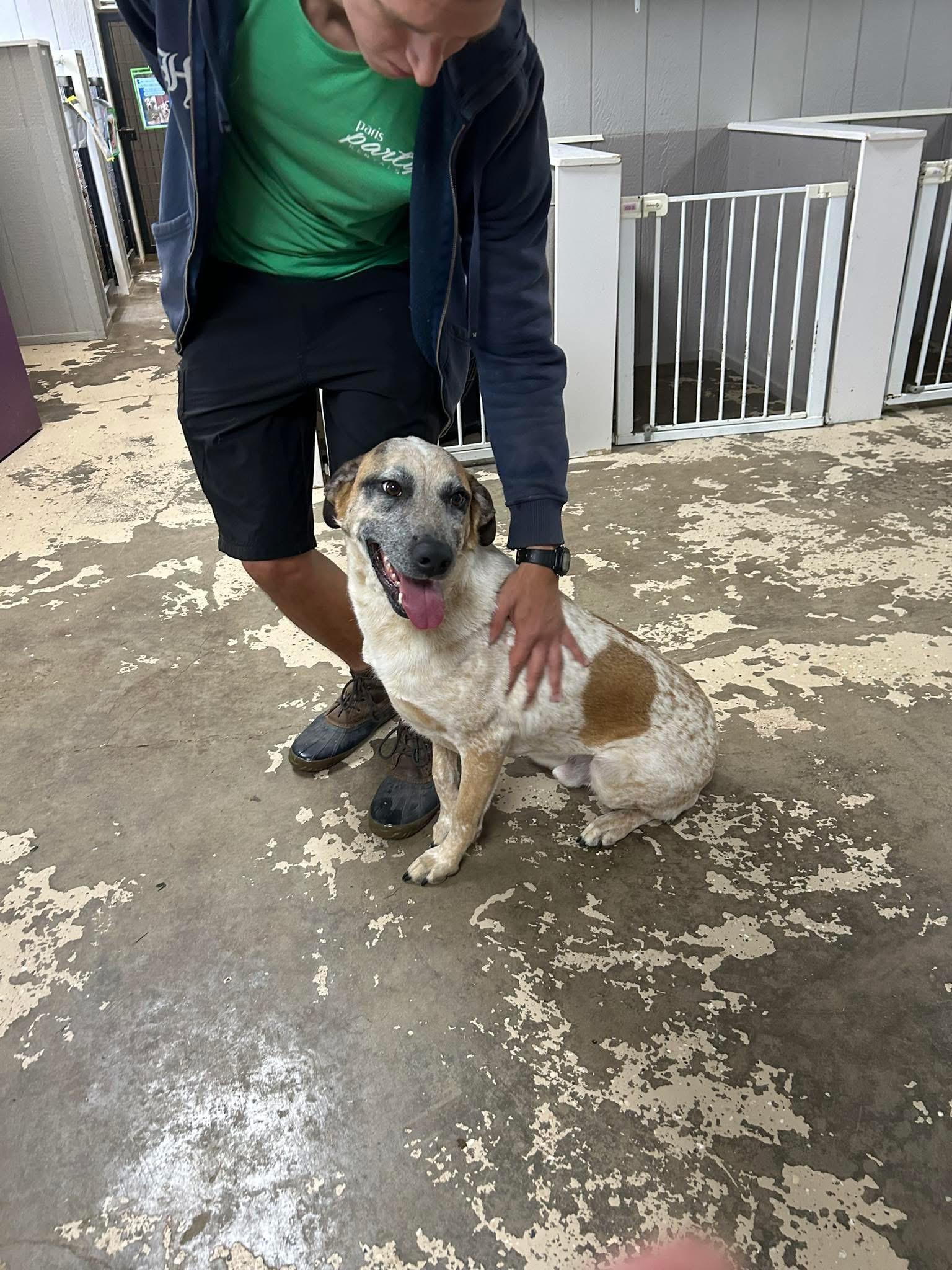 Dodge, a Adoptable mixed breed in Paris, TX image 3/5