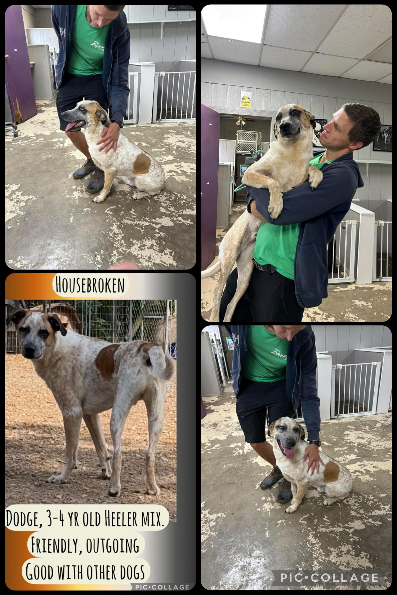Dodge, Adoptable, Adult Male Australian Cattle Dog / Blue Heeler.