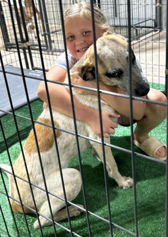 Enlarge Dodge, a Adoptable mixed breed in Paris, TX image 2/3