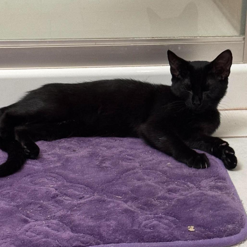 Cara, Adoptable, Kitten Female Domestic Short Hair.