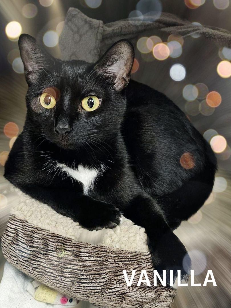 Enlarge Vanilla, a Adoptable Domestic Short Hair in Whiting, IN image 1/1