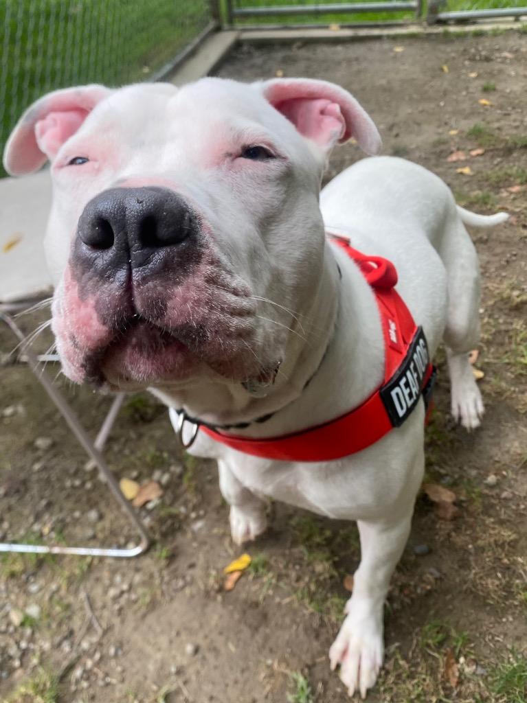Beluga, Adoptable, Young Male Pit Bull Terrier & Mixed Breed.