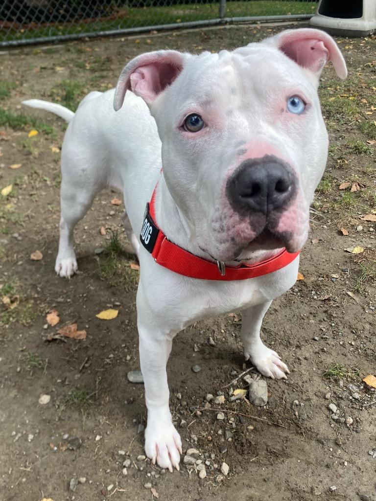 Enlarge Beluga, a Adoptable mixed breed in Fall River, MA image 2/6