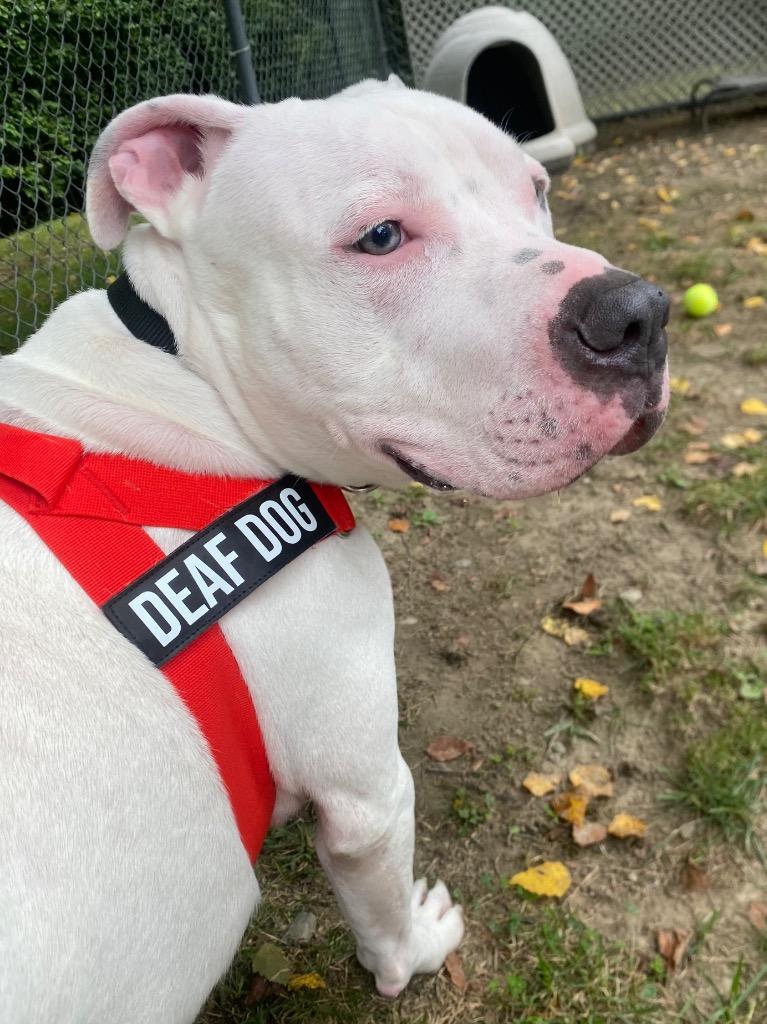 Enlarge Beluga, a Adoptable mixed breed in Fall River, MA image 3/6