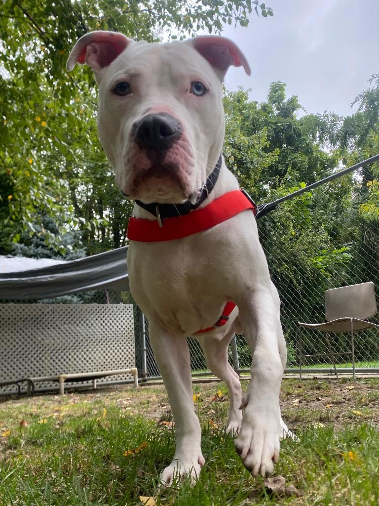 Enlarge Beluga, a Adoptable mixed breed in Fall River, MA image 4/6