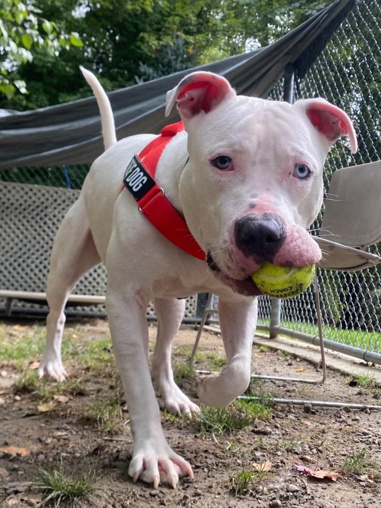 Enlarge Beluga, a Adoptable mixed breed in Fall River, MA image 5/6