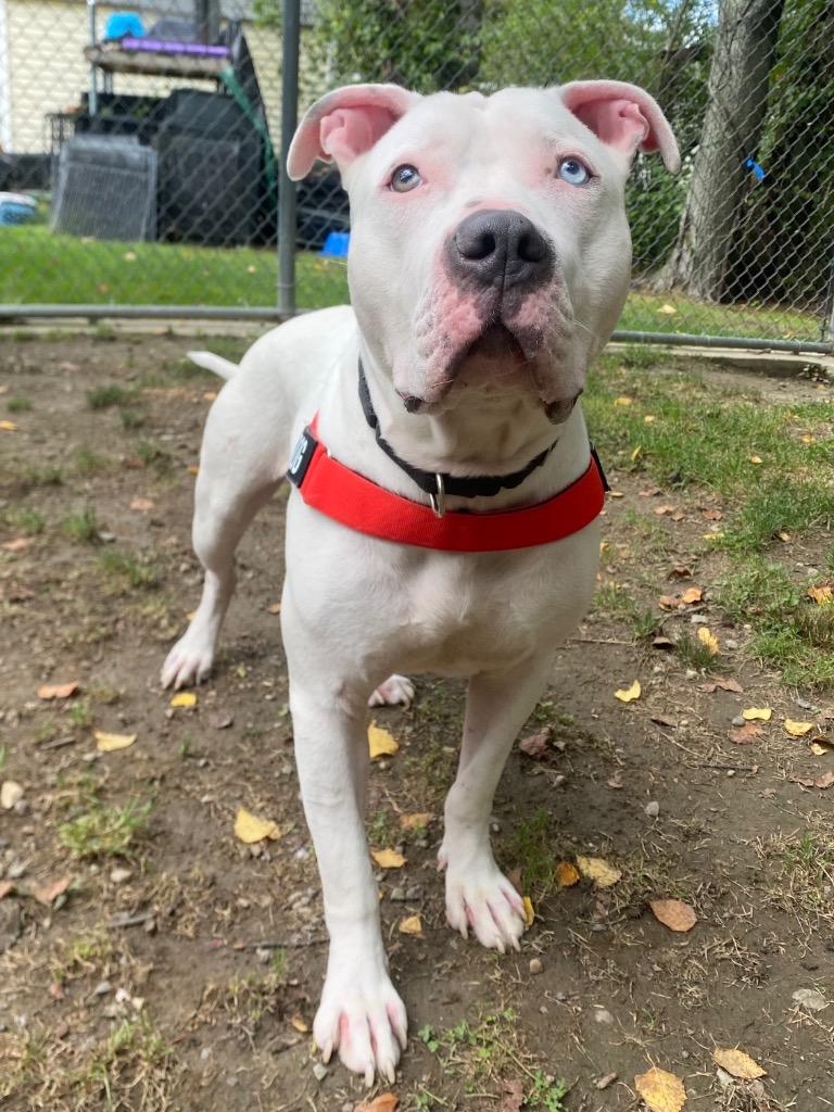 Enlarge Beluga, a Adoptable mixed breed in Fall River, MA image 6/6