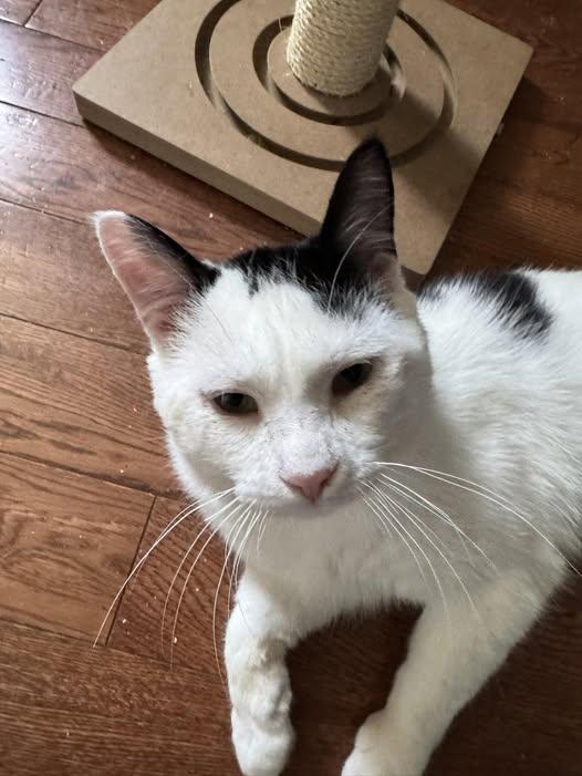 nox, a ADOPTABLE Domestic Short Hair in Spencerville, ON image 2/6