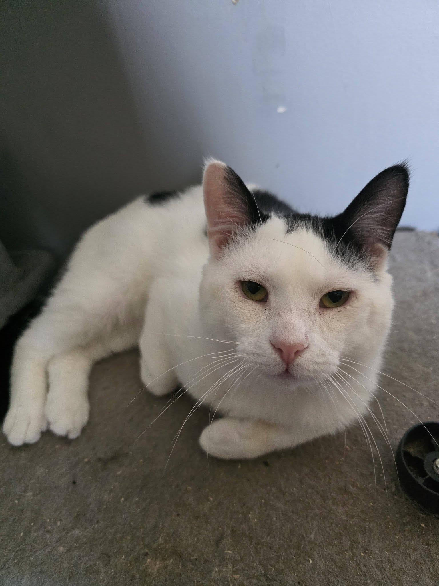 nox, ADOPTABLE, Adult Male Domestic Short Hair.