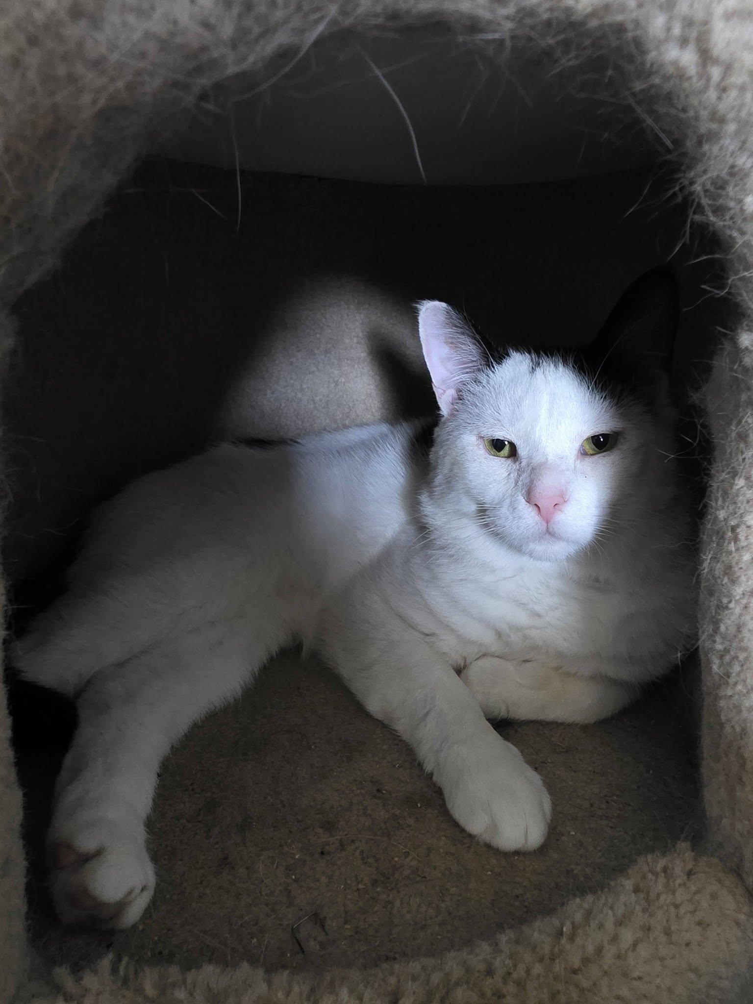 nox, a ADOPTABLE Domestic Short Hair in Spencerville, ON image 5/6