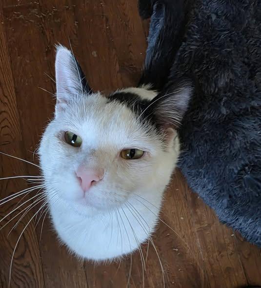 nox, a ADOPTABLE Domestic Short Hair in Spencerville, ON image 4/6
