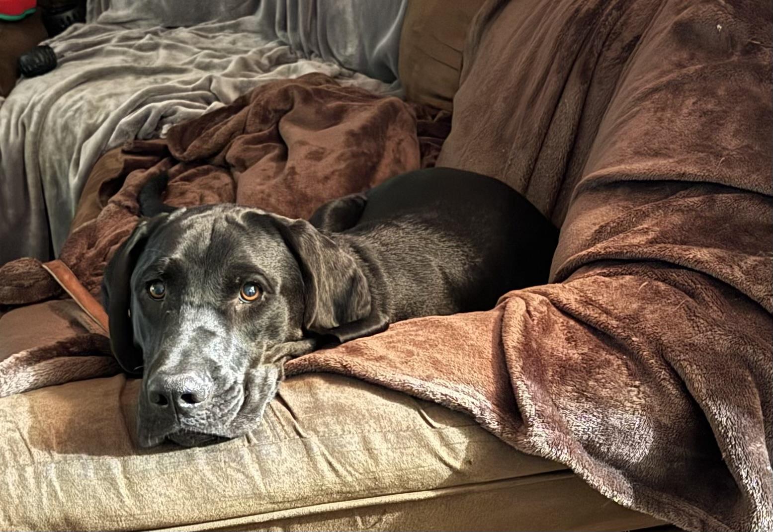 Dewey, an adopted Labrador Retriever in Indianapolis, IN image 5/5
