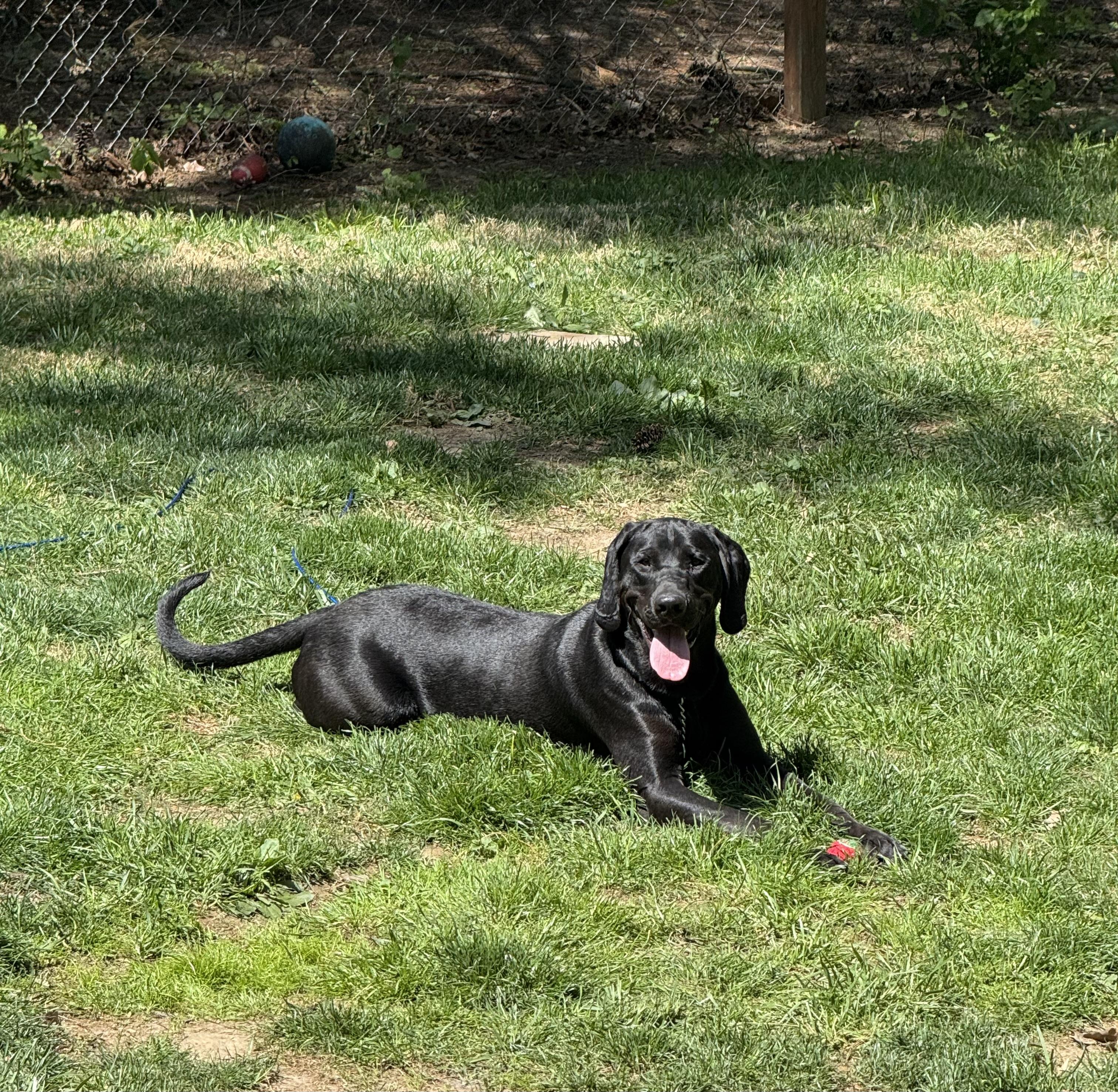 Dewey, adopted, Young Male Labrador Retriever.