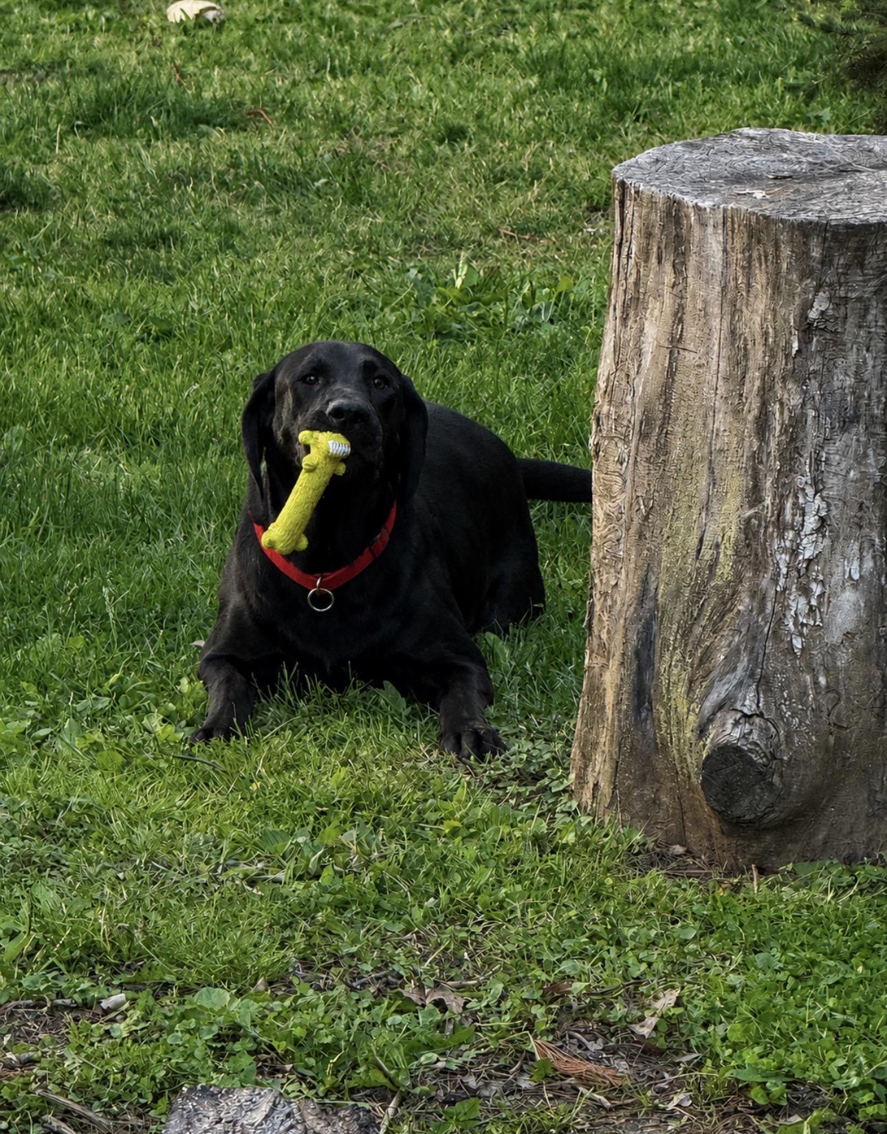 Dewey, an adopted Labrador Retriever in Indianapolis, IN image 3/5