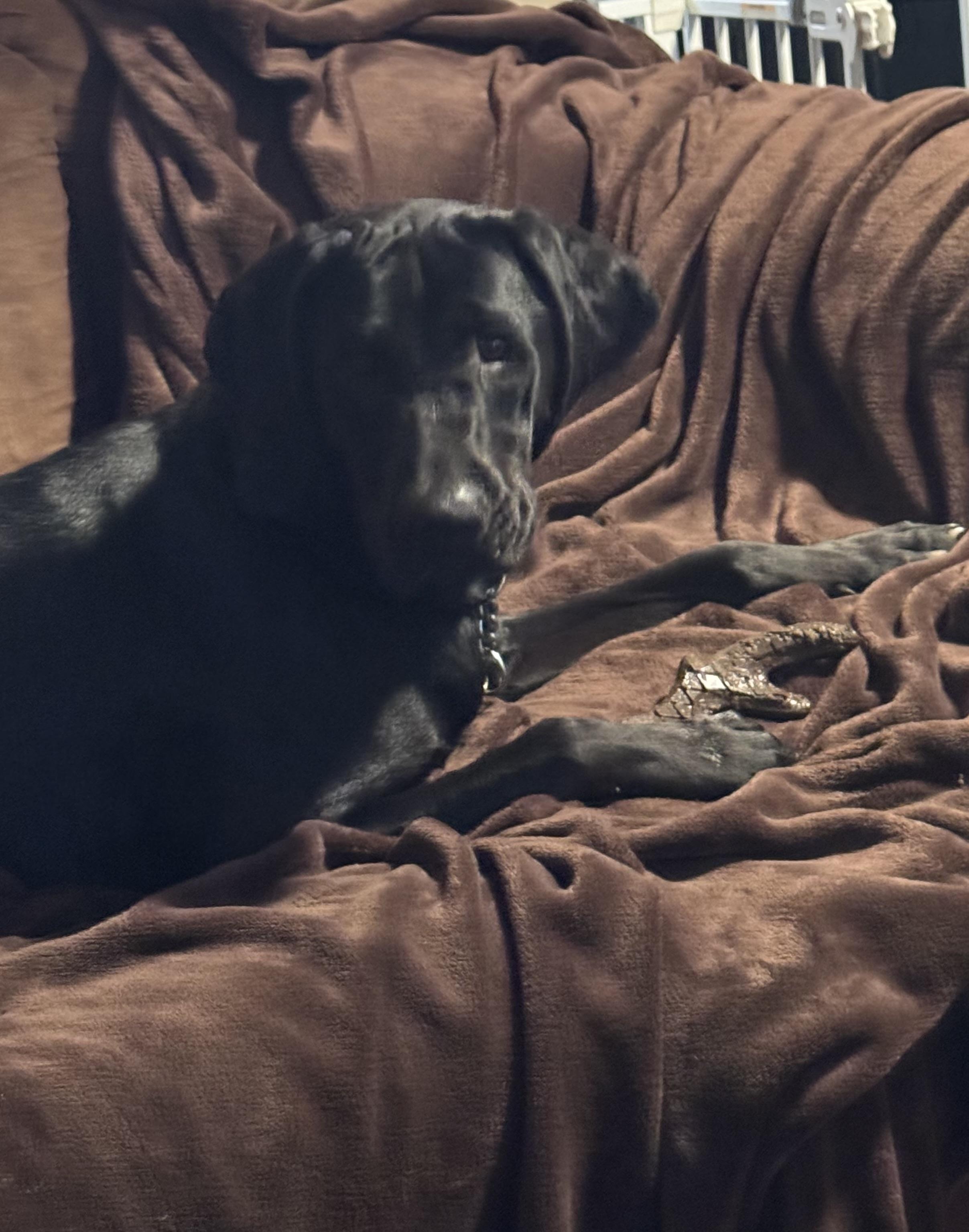 Dewey, an adopted Labrador Retriever in Indianapolis, IN image 4/5
