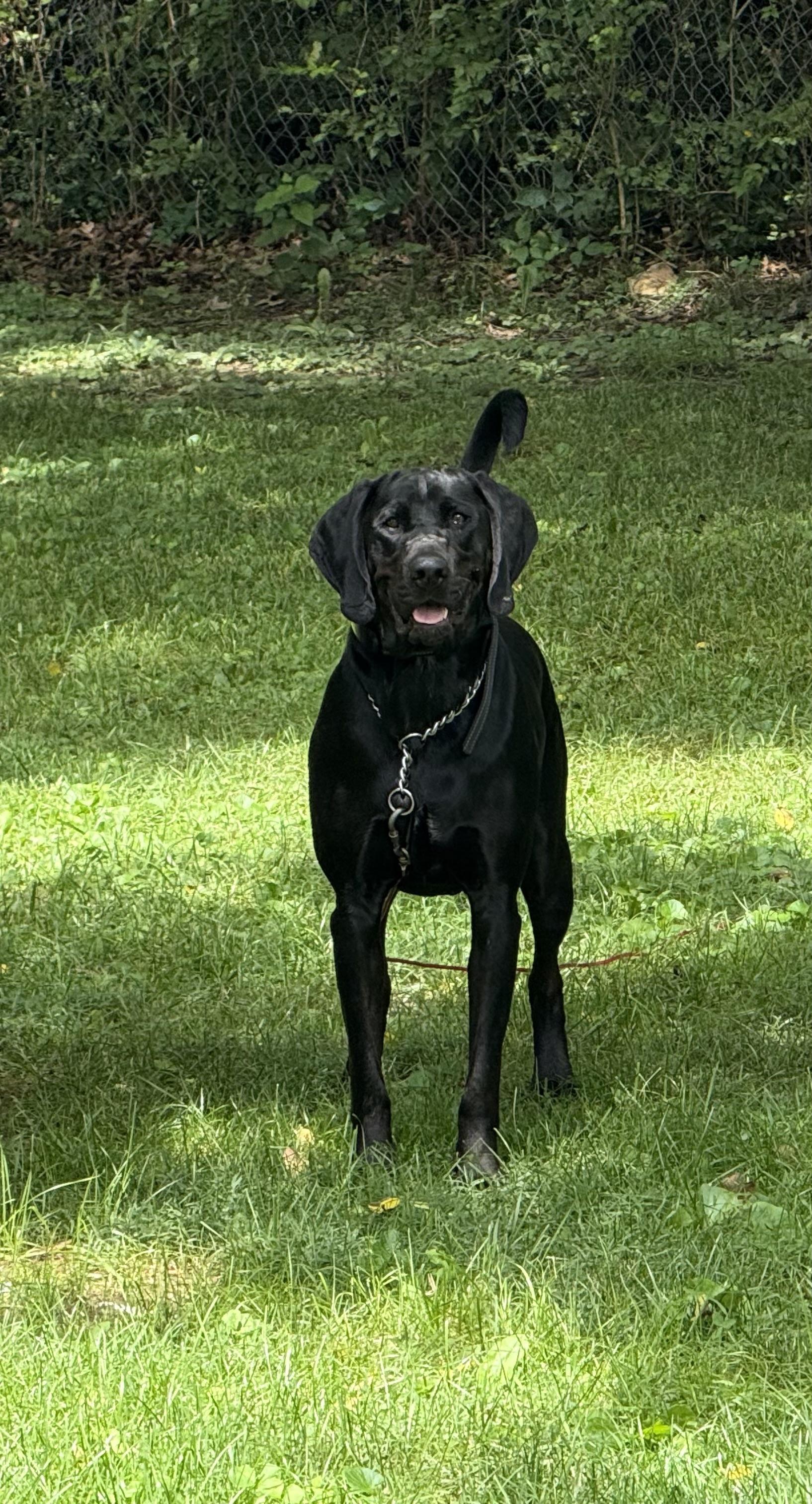 Dewey, an adopted Labrador Retriever in Indianapolis, IN image 2/5