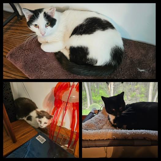 Dusty, a Adoptable Domestic Short Hair in Mission, KS image 1/6