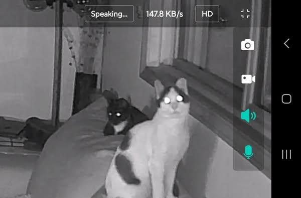 Dusty, a Adoptable Domestic Short Hair in Mission, KS image 5/6