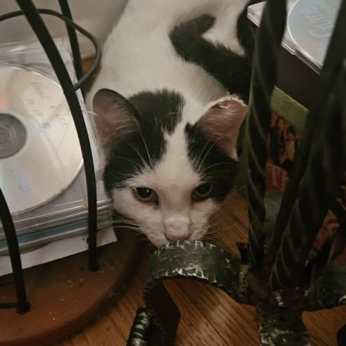 Dusty, a Adoptable Domestic Short Hair in Mission, KS image 6/6