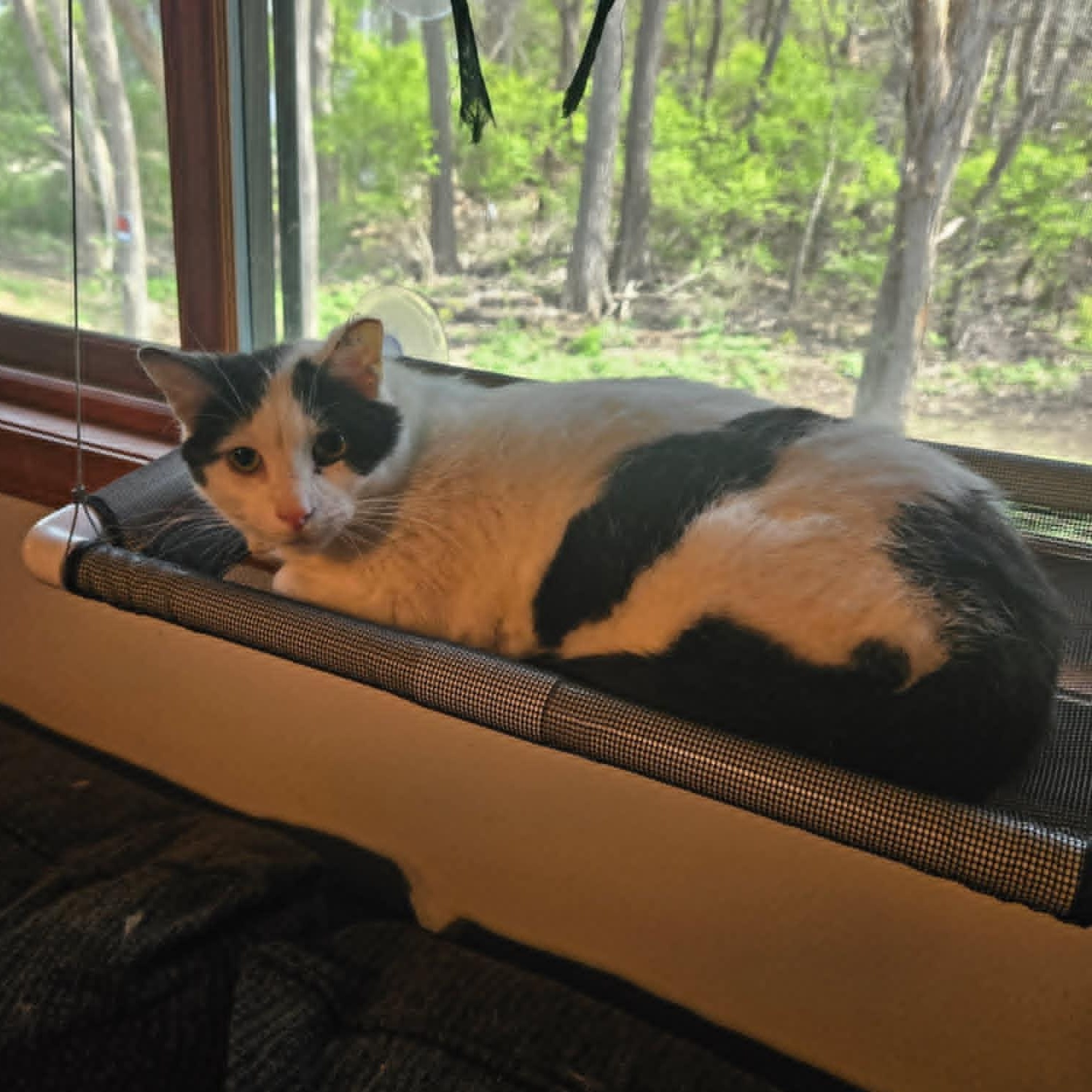 Dusty, a Adoptable Domestic Short Hair in Mission, KS image 2/6