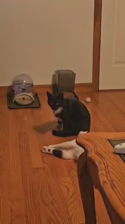 Enlarge Dusty, a Adoptable Domestic Short Hair in Mission, KS video 3/6