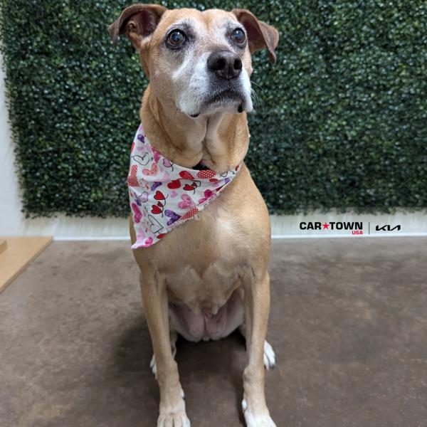 Enlarge Callie, a Adoptable mixed breed in Lexington, KY image 2/3