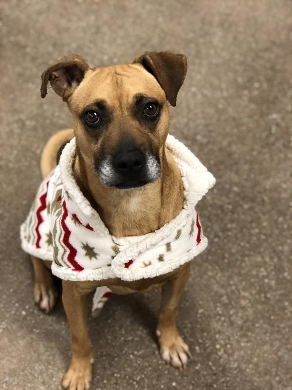 Enlarge Callie, a Adoptable mixed breed in Lexington, KY image 3/3