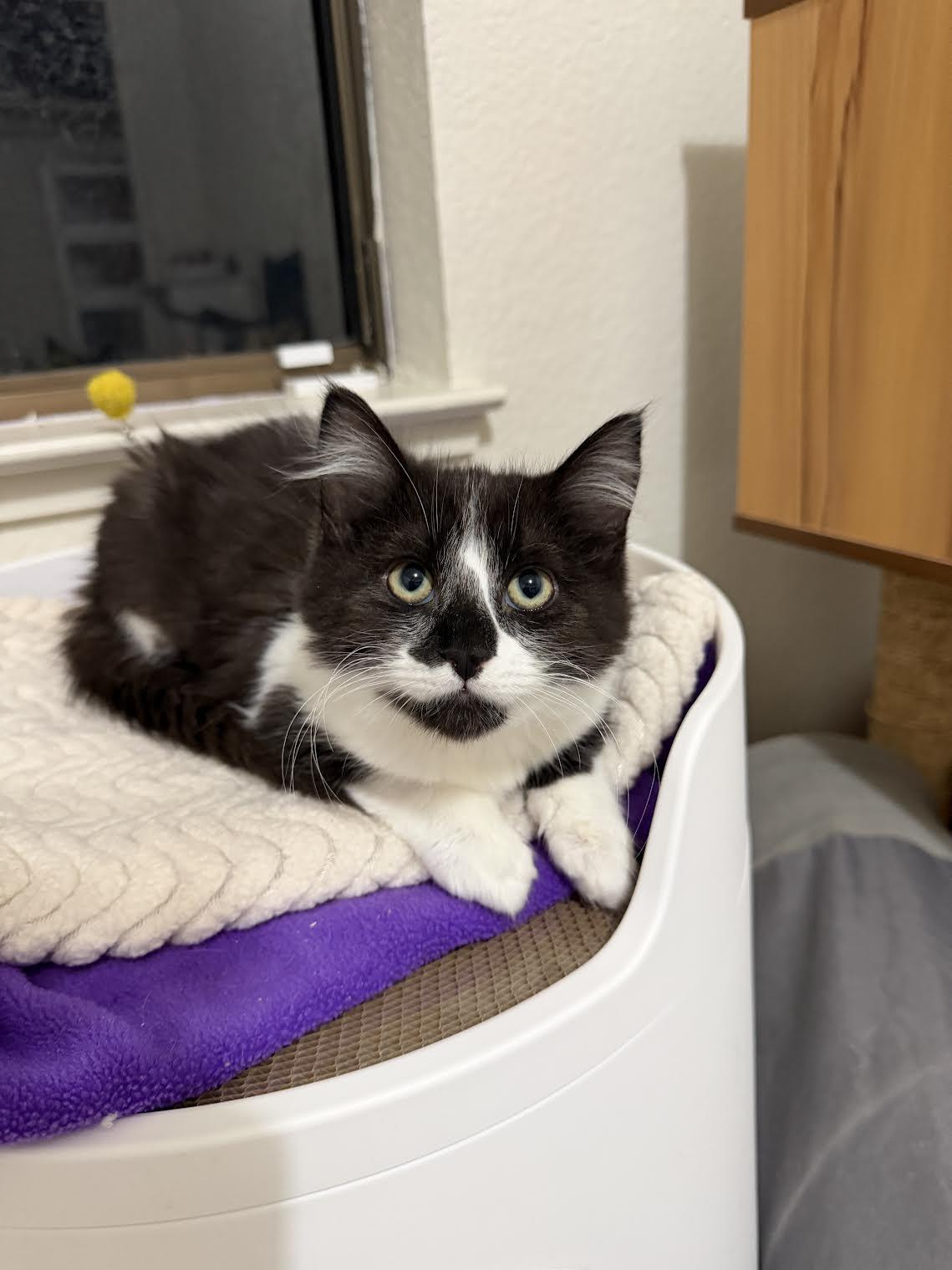 Lydia, Adoptable, Young Female Domestic Short Hair.