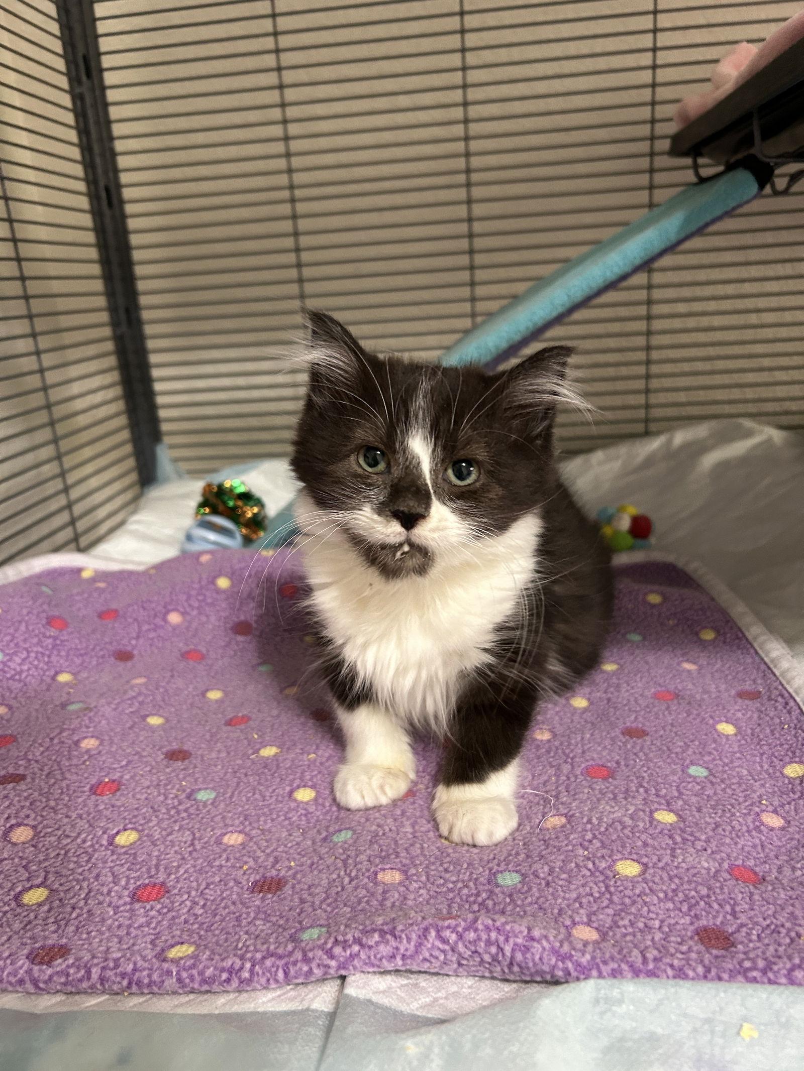 Enlarge Lydia, a Adoptable Domestic Short Hair in Davis, CA image 2/3