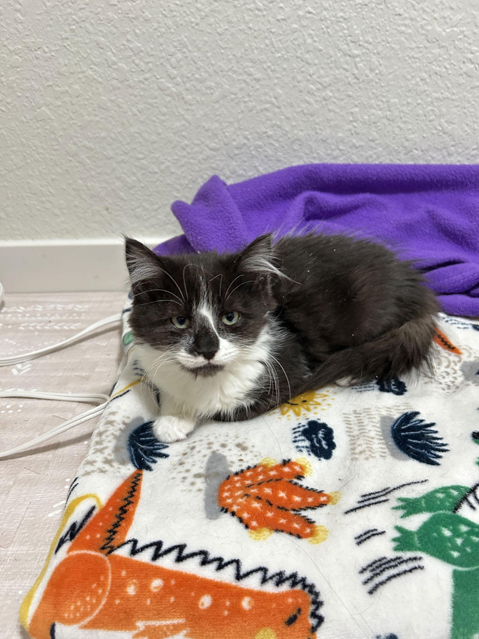 Enlarge Lydia, a Adoptable Domestic Short Hair in Davis, CA image 3/3