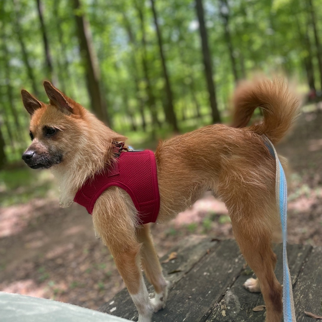 Enlarge Teo, a Adoptable Terrier in Duluth, GA image 1/5