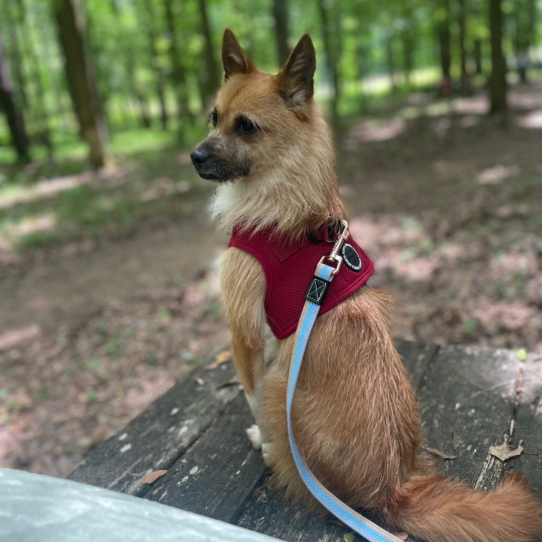 Enlarge Teo, a Adoptable Terrier in Duluth, GA image 2/5